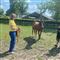Workshop paarden coaching